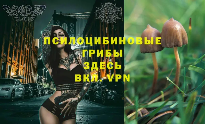 Галлюциногенные грибы Psilocybe  купить наркоту  сайты даркнета формула  Боровичи 